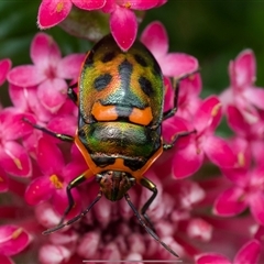 Scutiphora pedicellata (Metallic Jewel Bug) at Acton, ACT - 4 Nov 2024 by amiessmacro