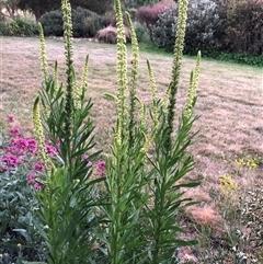 Reseda luteola (Weld) at Yass River, NSW - 28 Oct 2024 by KateWilson