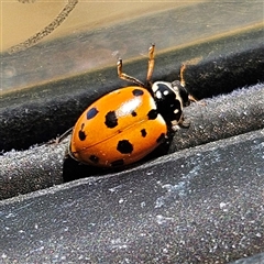 Hippodamia variegata (Spotted Amber Ladybird) at Kambah, ACT - 4 Nov 2024 by MatthewFrawley