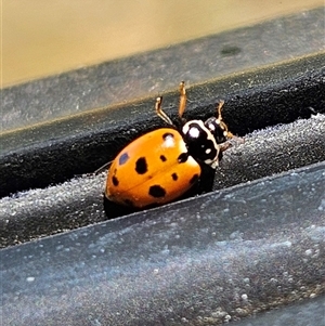 Hippodamia variegata at Kambah, ACT - 4 Nov 2024