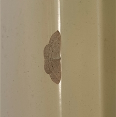 Scopula optivata (Varied Wave) at Kambah, ACT - 4 Nov 2024 by moniquel