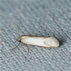 Philobota productella (Pasture Tunnel Moth) at Harrison, ACT - 3 Nov 2024 by DPRees125