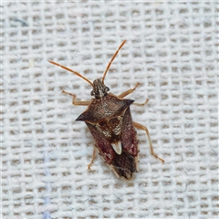 Oechalia schellenbergii (Spined Predatory Shield Bug) at Harrison, ACT - 3 Nov 2024 by DPRees125