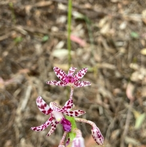 Dipodium variegatum at Taree South, NSW - suppressed