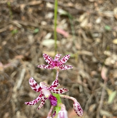 Dipodium variegatum at Taree South, NSW - 1 Nov 2024 by AnneMarie