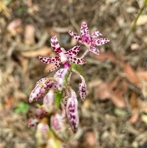 Dipodium variegatum at Taree South, NSW - suppressed