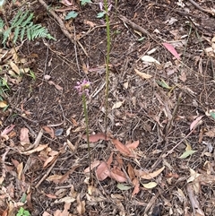 Dipodium variegatum at Taree South, NSW - suppressed