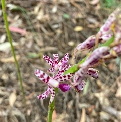 Dipodium variegatum at Taree South, NSW - suppressed