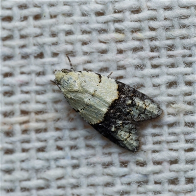 Tracholena sulfurosa (A tortrix moth) at Harrison, ACT - 3 Nov 2024 by DPRees125