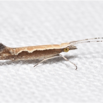 Plutella xylostella (Diamondback Moth) at Jerrabomberra, NSW - 30 Oct 2024 by DianneClarke