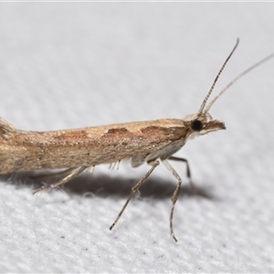 Plutella xylostella at Jerrabomberra, NSW - suppressed