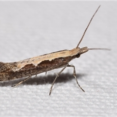 Plutella xylostella at Jerrabomberra, NSW - suppressed