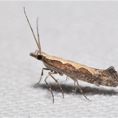 Plutella xylostella at Jerrabomberra, NSW - 30 Oct 2024