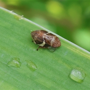 Bathyllus albicinctus (Spittlebug, Froghopper) at Wodonga, VIC by KylieWaldon