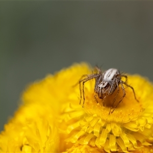 Oxyopes sp. (genus) at Penrose, NSW - suppressed