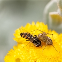 Oxyopes sp. (genus) at Penrose, NSW - suppressed