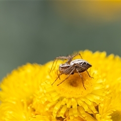 Oxyopes sp. (genus) at Penrose, NSW - 3 Nov 2024