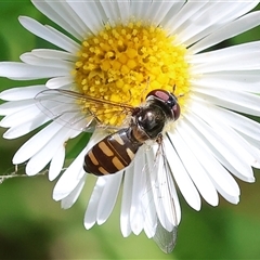 Unidentified Hover fly (Syrphidae) at Wodonga, VIC - 3 Nov 2024 by KylieWaldon