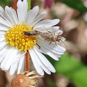 Miridae (family) at Wodonga, VIC by KylieWaldon