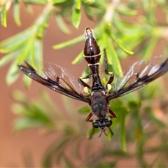 Daptolestes limbipennis (Robber fly) at Penrose, NSW - 3 Nov 2024 by Aussiegall