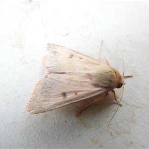 Australothis rubrescens at Belconnen, ACT - 4 Nov 2024