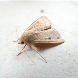 Australothis rubrescens at Belconnen, ACT - 4 Nov 2024