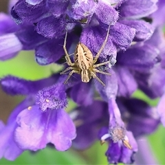 Oxyopes sp. (genus) at Wodonga, VIC - 3 Nov 2024 by KylieWaldon