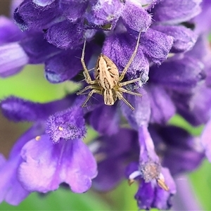 Oxyopes sp. (genus) at Wodonga, VIC - 3 Nov 2024