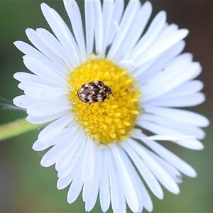 Anthrenus verbasci (Varied or Variegated Carpet Beetle) at Wodonga, VIC by KylieWaldon