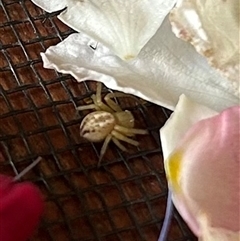 Thomisidae (family) at Braidwood, NSW - 4 Nov 2024 04:27 PM