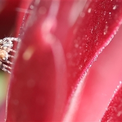 Salticidae (family) (Jumping spider) at Wodonga, VIC - 3 Nov 2024 by KylieWaldon