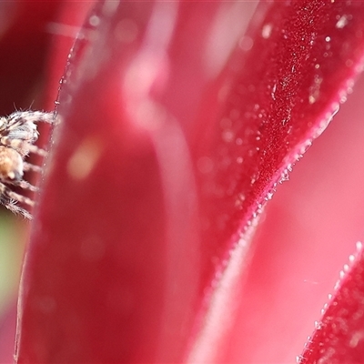 Salticidae (family) (Jumping spider) at Wodonga, VIC - 3 Nov 2024 by KylieWaldon