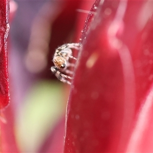 Salticidae (family) at Wodonga, VIC - 3 Nov 2024