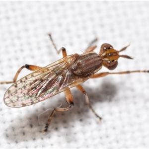 Dichetophora sp. (genus) at Jerrabomberra, NSW - suppressed