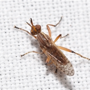 Dichetophora sp. (genus) at Jerrabomberra, NSW - suppressed