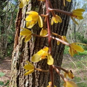 Cymbidium madidum at Iluka, NSW - suppressed