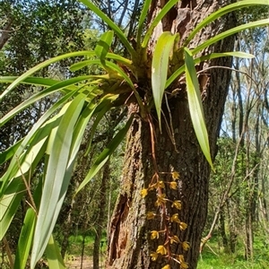 Cymbidium madidum at Iluka, NSW - suppressed