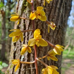 Cymbidium madidum at Iluka, NSW - suppressed