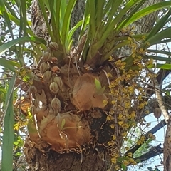 Cymbidium madidum at Iluka, NSW - suppressed