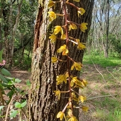 Cymbidium madidum at Iluka, NSW - suppressed