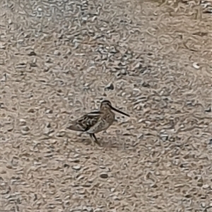 Gallinago hardwickii at Pillar Valley, NSW - 8 Oct 2024 05:20 PM