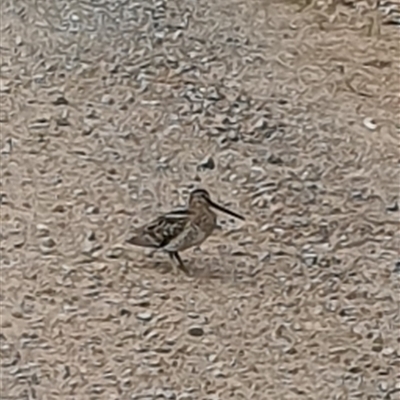 Gallinago hardwickii (Latham's Snipe) at Pillar Valley, NSW - 8 Oct 2024 by Topwood
