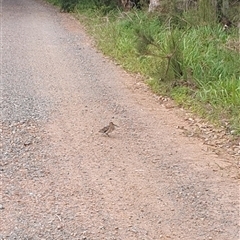 Gallinago hardwickii at Pillar Valley, NSW - 8 Oct 2024