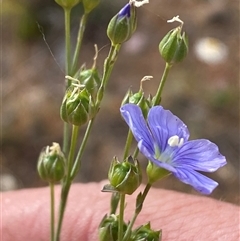 Linum marginale (Native Flax) at Belconnen, ACT - 4 Nov 2024 by SteveBorkowskis