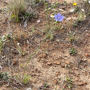 Linum marginale at Belconnen, ACT - 4 Nov 2024