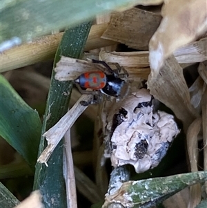 Maratus pavonis at Mitchell, ACT - 4 Nov 2024