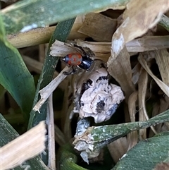 Maratus pavonis at Mitchell, ACT - suppressed