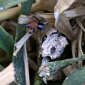 Maratus pavonis at Mitchell, ACT - suppressed