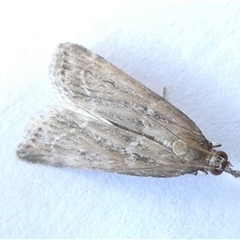 Eudonia cleodoralis (A Crambid moth) at Belconnen, ACT - 4 Nov 2024 by JohnGiacon