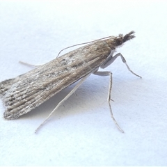 Eudonia cleodoralis at Belconnen, ACT - 4 Nov 2024